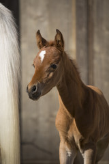 Obraz premium Źrebię na pierwszych krokach