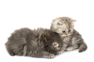 beautiful fluffy kittens