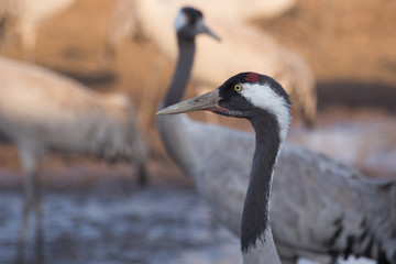 Grey crane portrait
