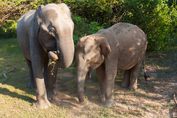 Two elephants
