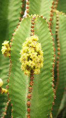 Flora canaria en un jardín de Lanzarote, Islas Canarias