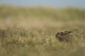 Lepus europaeus - European brown hare