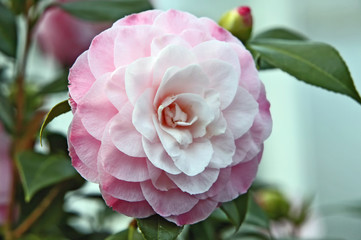 Kamelienbl&uuml;te in Rosat&ouml;nen