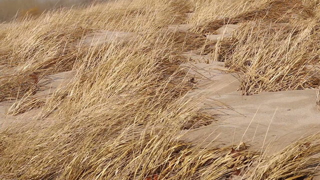 Beach Grasses in Wind