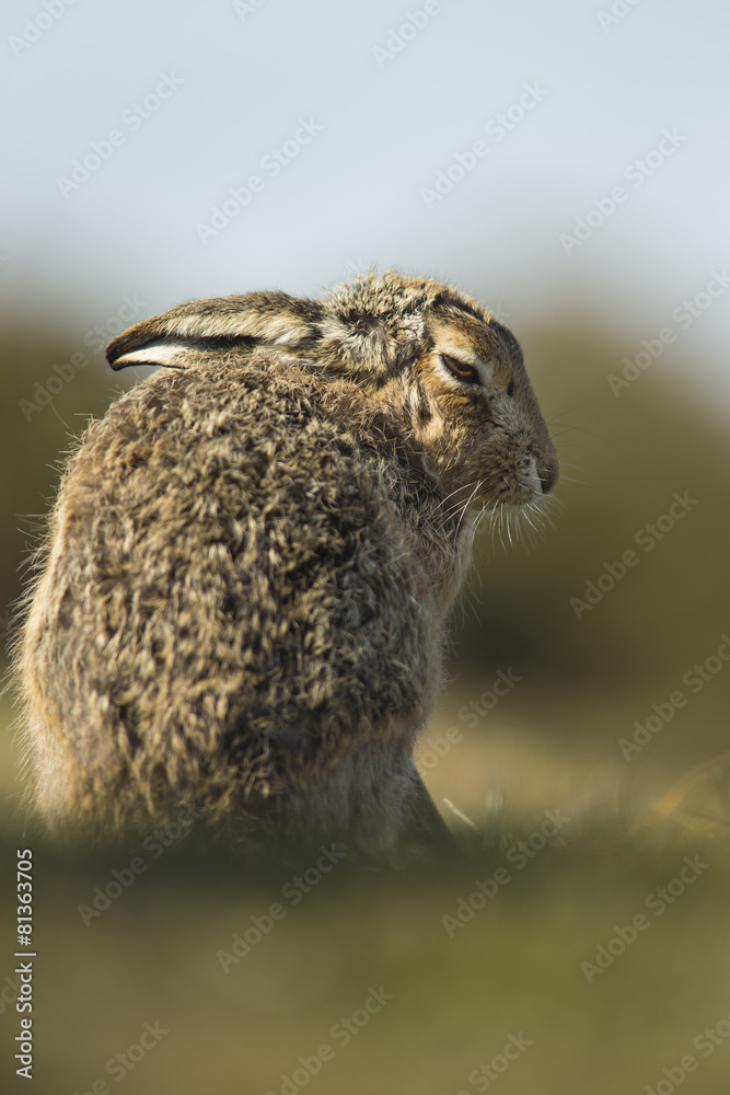 Wall mural Lepus europaeus - European brown hare