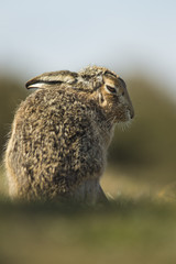 Lepus europaeus - European brown hare