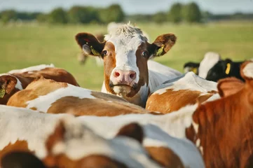 Papier Peint photo Lavable Vache Un Red Holstein a la vue d& 39 ensemble