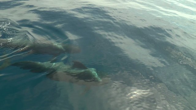dauphin en pleine mer