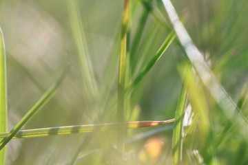 im Hintergrund