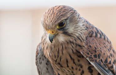 Common Kestrel Portrait