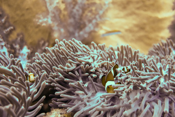 Naklejka na ściany i meble Fishes in a sea anemone