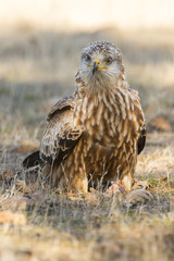 Kite ( Milvus Milvus ) feeding on the ground