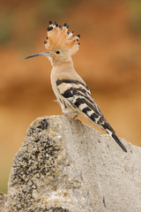 Hoopoe ( Upupa epops ) , perched on a rock