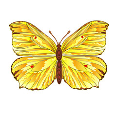 Butterfly Gonepteryx rhamni vector