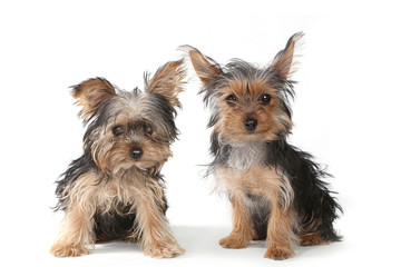 Yorkshire Terrier Puppies Sitting on White Background