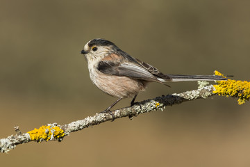 Fototapeta premium Common Myth, (Aegithalos caudatus), perched on a branch in the f