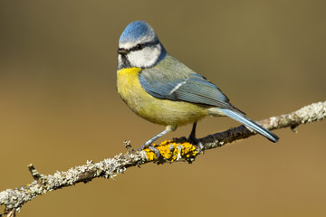 tit, ( Cyanistes caeruleus ) posing for photo
