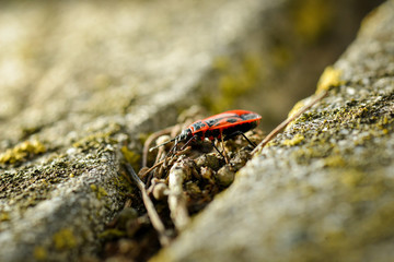 Firebugs - Pyrrhocoris Apterus on rocky background