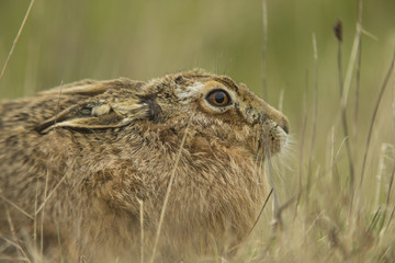 Lepus europaeus - European brown hare