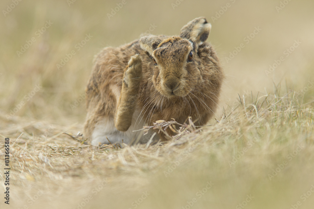 Wall mural Lepus europaeus - European brown hare