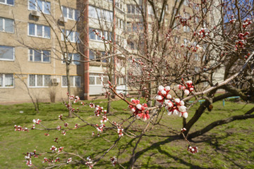 Apricot flowers are blooming in spring among the buildings in the center of the town of Kiev,Ukraine