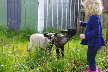 Lambs and Girl