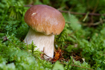 Edible Bolete Mushrooms