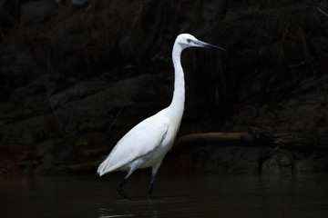 Little egret (Egretta garzetta)