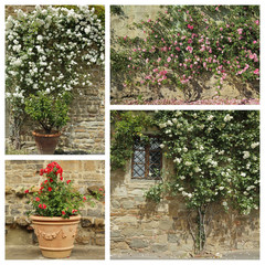 flowering roses plants on wall and in vase in tuscan gardens - g