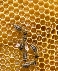 Fotobehang bijen zwermen op een honingraat © Pakhnyushchyy