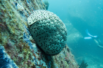 Underwater photography of a sea urchin