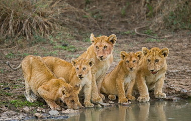 Naklejka na ściany i meble Five young lions drink water. Tanzania. Serengeti.