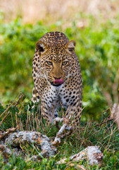 Leopard is coming to you. Tanzania. Serengeti.