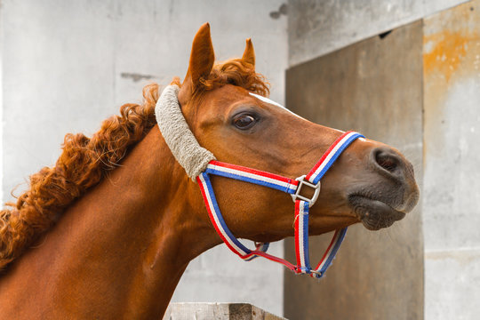 Arab siglavi horse portrait