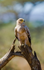 Bird of prey on a tree. Tanzania. Serengeti.