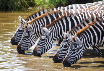 Fototapeta na wymiar Zebras are drinking water. Tanzania. Serengeti National Park. Africa.