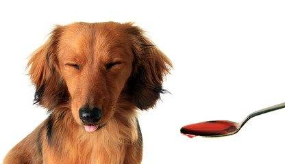 Dachshund puppy and medicine.