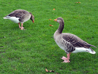 Greylag Gosse in Kensington Gardens