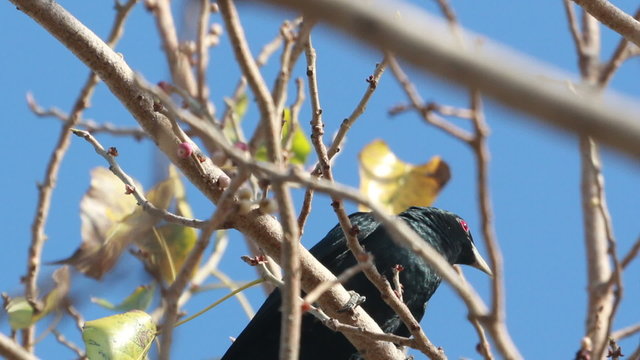 Asian Koel Male on tree