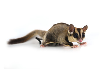 Obraz premium squirrel