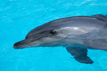 Naklejka premium Smiling Dolphin Swimming in the Blue Water