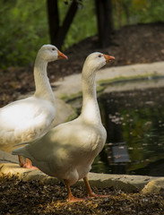 White geese