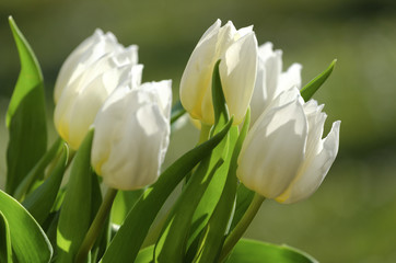 Wei&szlig;e Tulpen