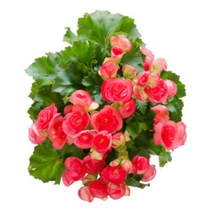 begonia flower isolated on white background