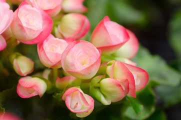 begonia flower