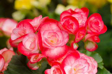 begonia flower