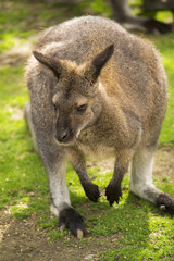 Naklejka na ściany i meble Cute wallaby