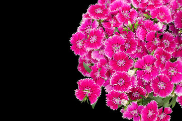 dianthus isolated on  black background