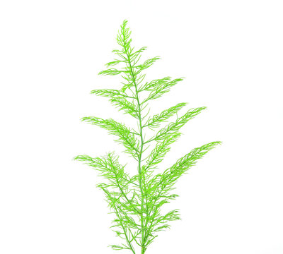 fresh green asparagus fern on white background