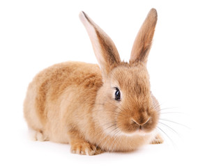 Obraz premium Little rabbit isolated on white